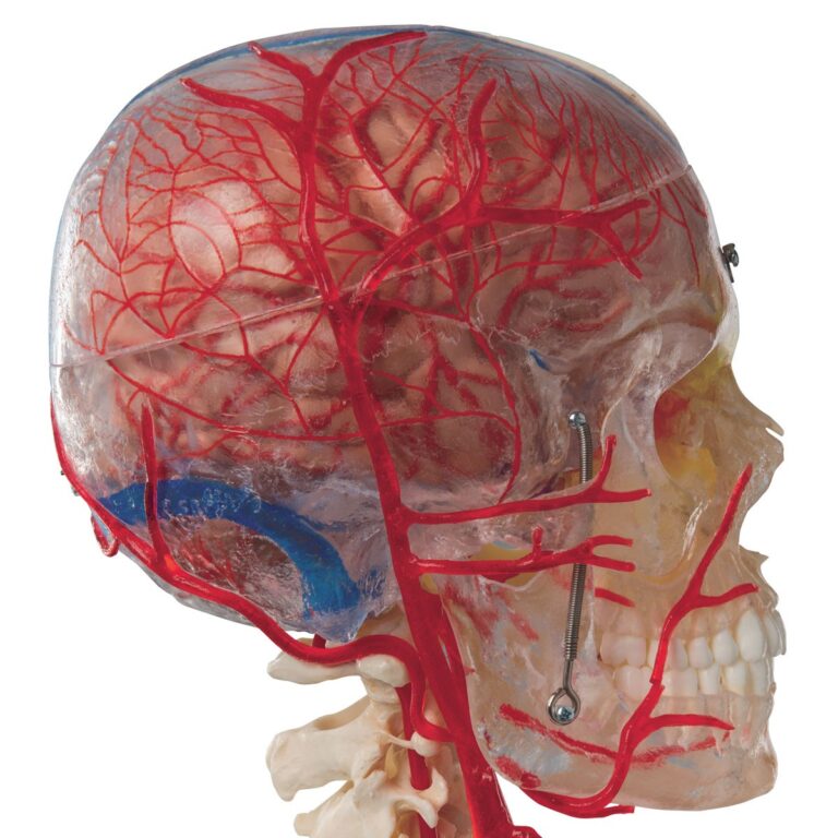 Anatomickemodely.cz: výukové pomůcky pro moderní vzdělávání