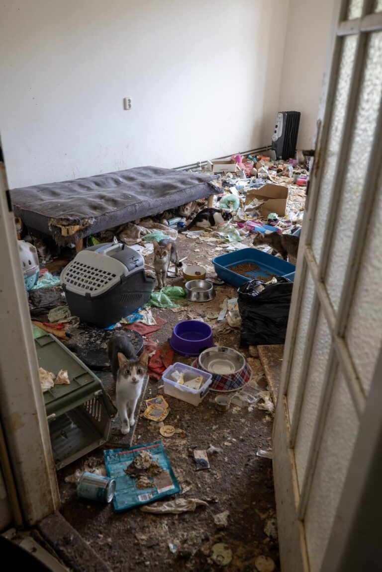 Hororový byt a 38 týraných koček: Jak idylický pronájem proměnil dům v noční můru 🐾😱
