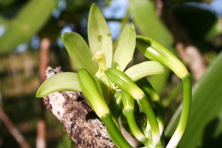 Zázvor místo šamponu a vanilka jako orchidej? Botanická zahrada odhaluje voňavá tajemství!