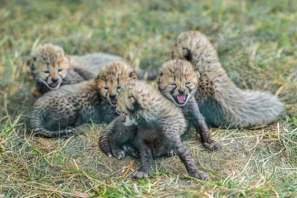 V Zoo Praha se narodila gepardí paterčata. Návštěvníci je mohou spatřit v srpnu